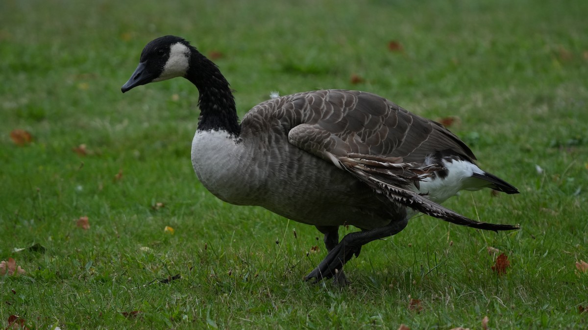 Канад галуу - ML642575381