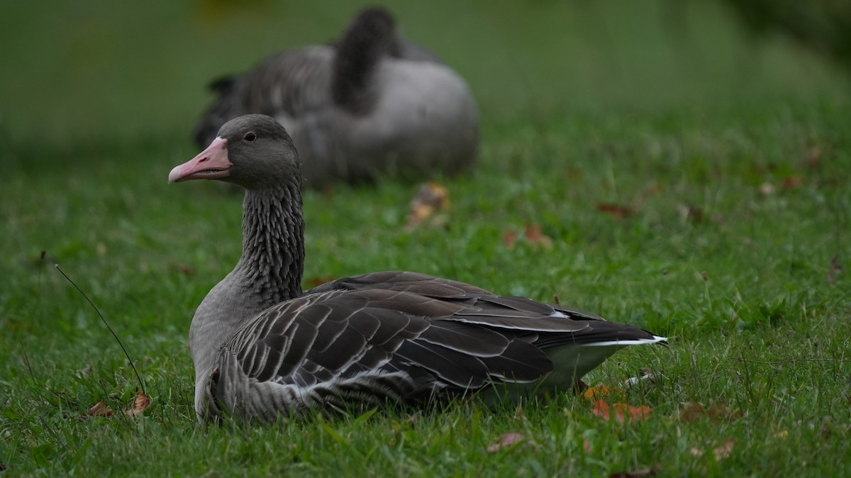 Бор галуу - ML642575386