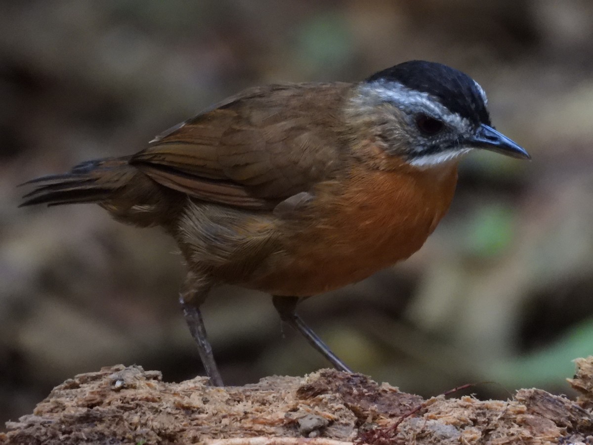 Malayan Black-capped Babbler - ML642575393