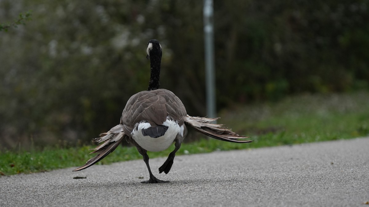 Канад галуу - ML642575396