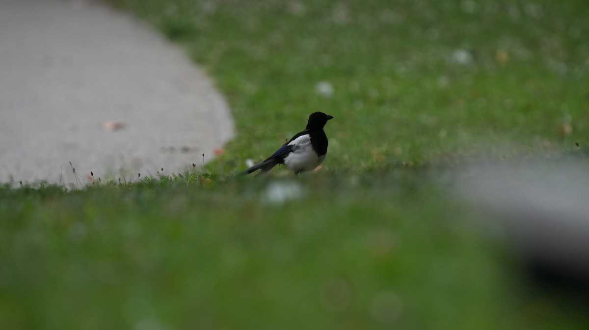 Алаг шаазгай - ML642575402