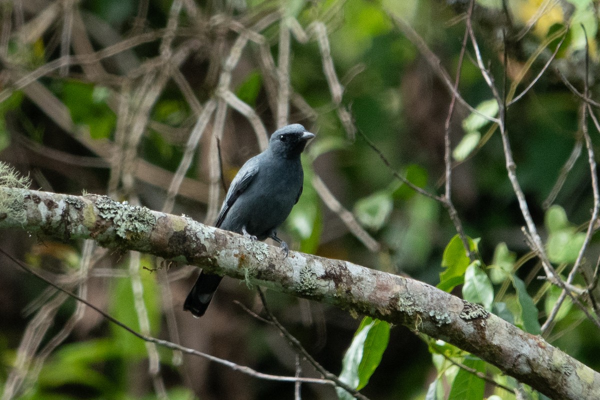 Sulawesi Cicadabird - ML642575403