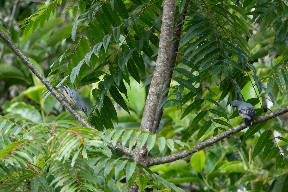 Sulawesi Cicadabird - ML642575404