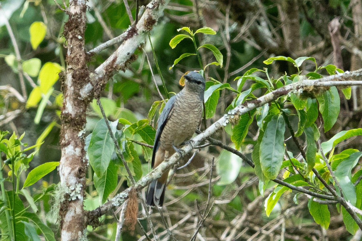 Sulawesi Cicadabird - ML642575405