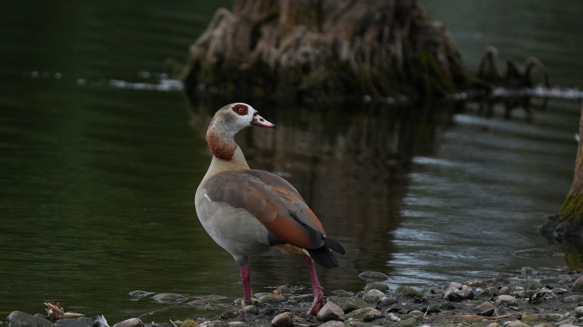 Egyptian Goose - ML642575409