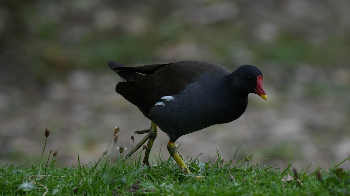 Хажилгат түнжүүр - ML642575414