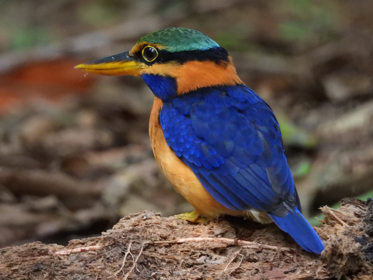 Rufous-collared Kingfisher - ML642575417