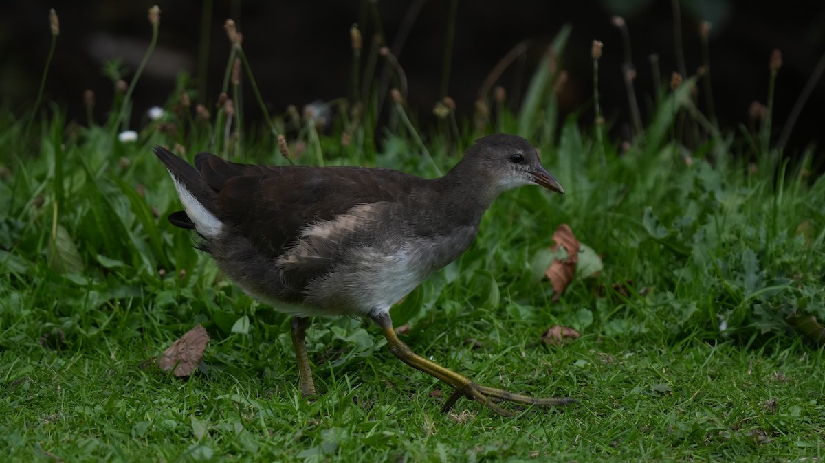 Хажилгат түнжүүр - ML642575418