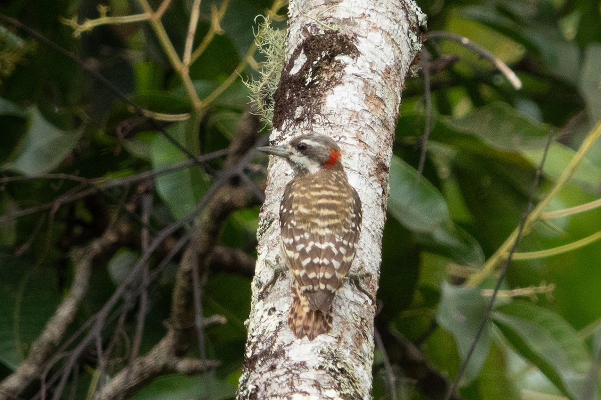 Sulawesi Pygmy Woodpecker - ML642575419
