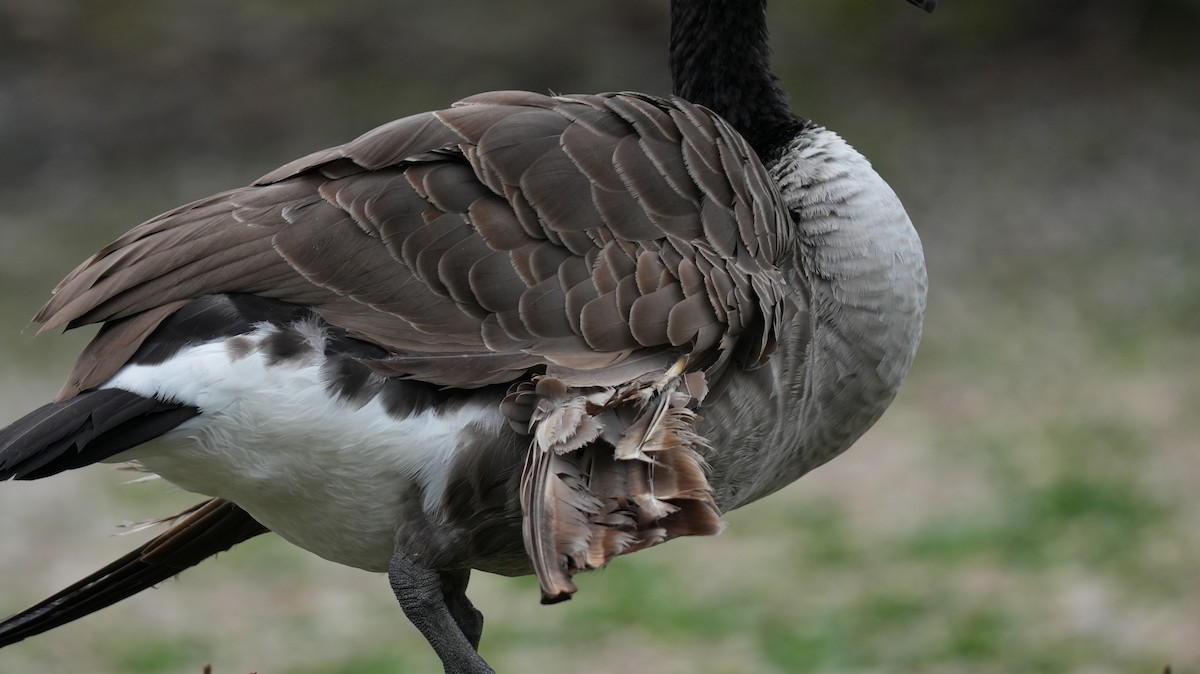 Канад галуу - ML642575427