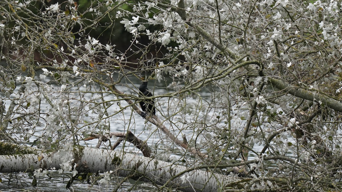 Тураг гогой - ML642575429