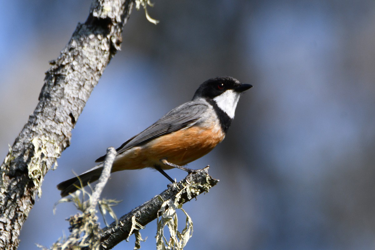 Rufous Whistler - ML642575430