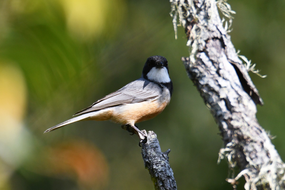 Rufous Whistler - ML642575431