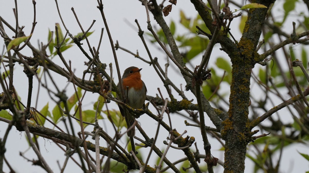 Өрнийн зээрд омруут - ML642575438