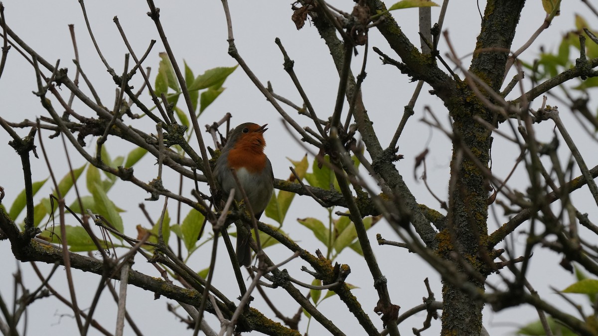 Өрнийн зээрд омруут - ML642575440