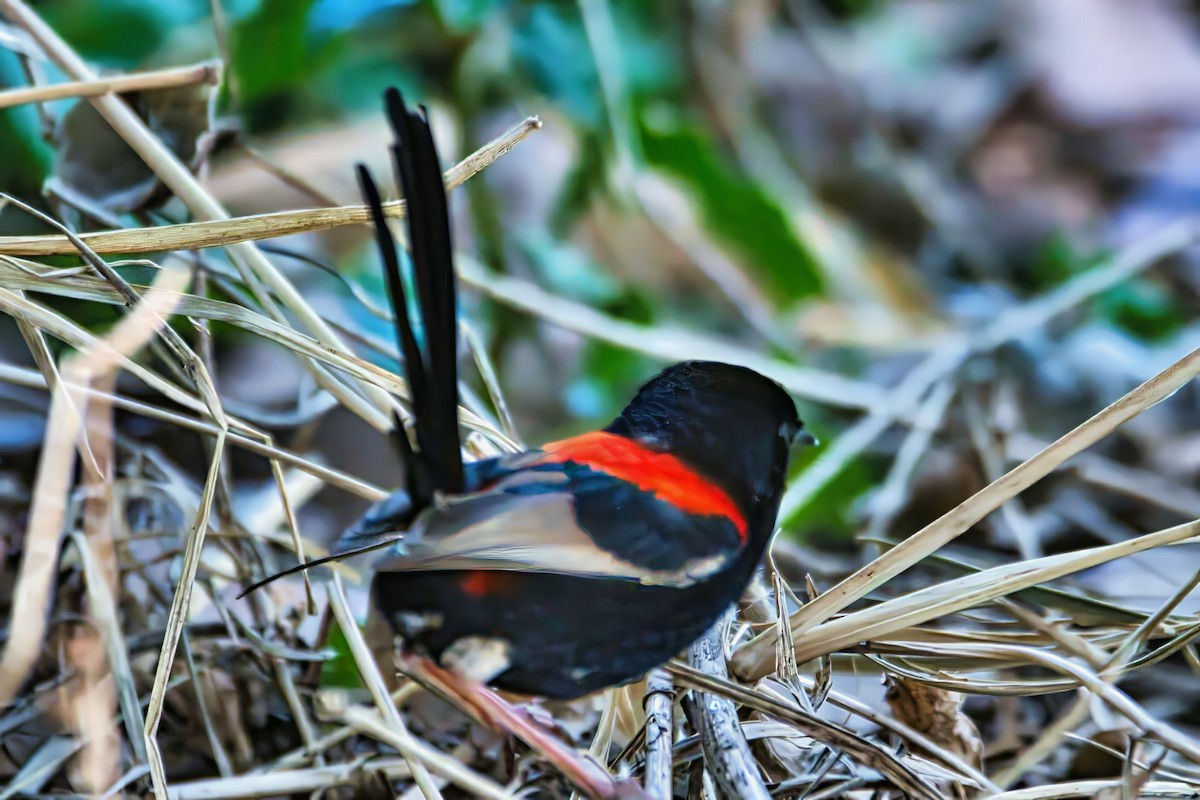 Red-backed Fairywren - ML642575489