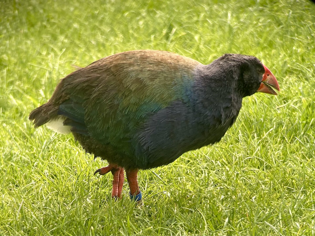 South Island Takahe - ML642575544