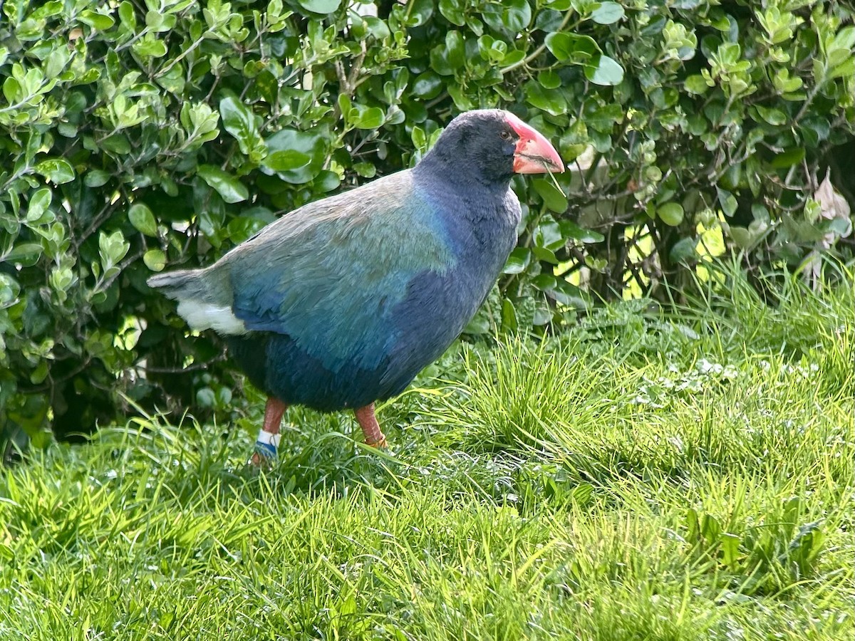 South Island Takahe - ML642575545