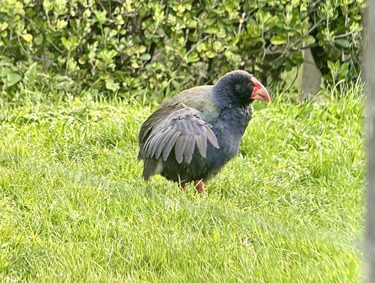 South Island Takahe - ML642575546