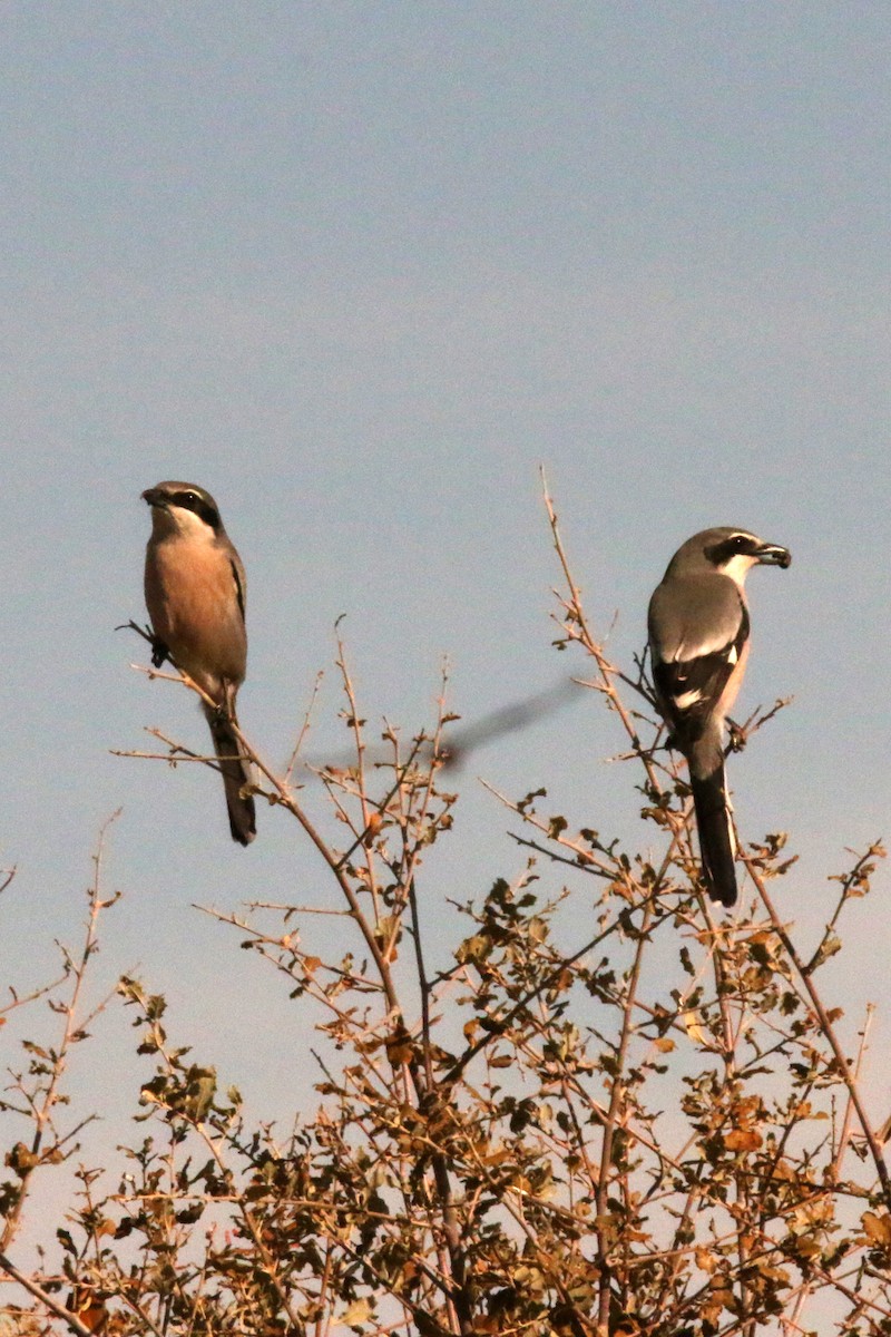 Iberian Gray Shrike - ML642575561