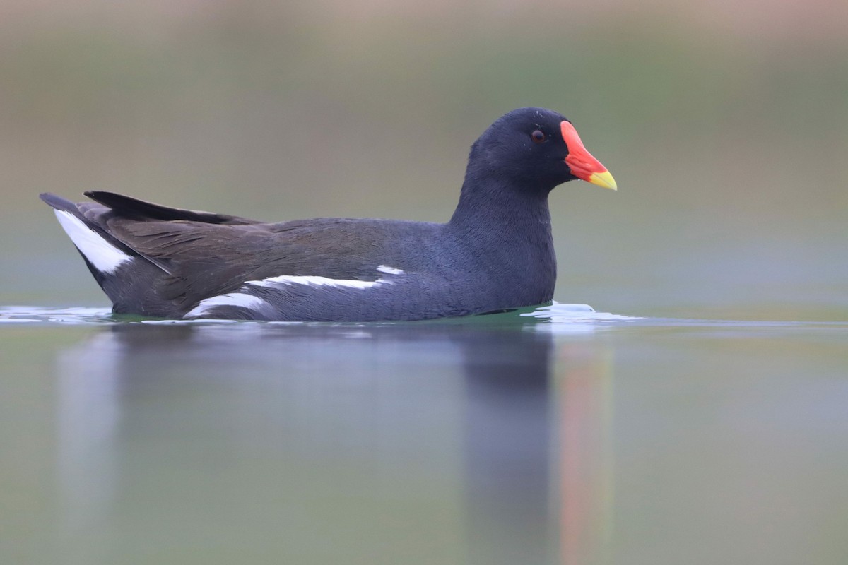 Gallinella d'acqua - ML642575569