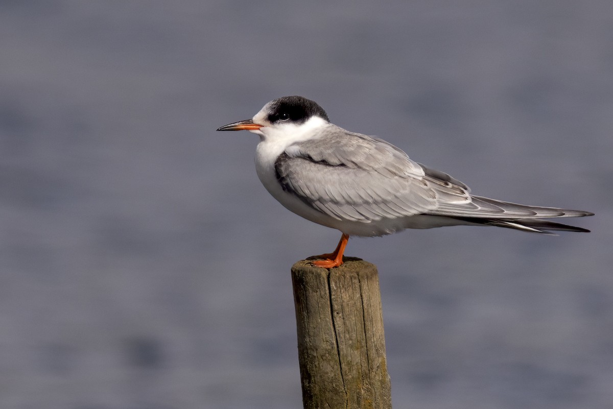 Common Tern (hirundo/tibetana) - ML642575574
