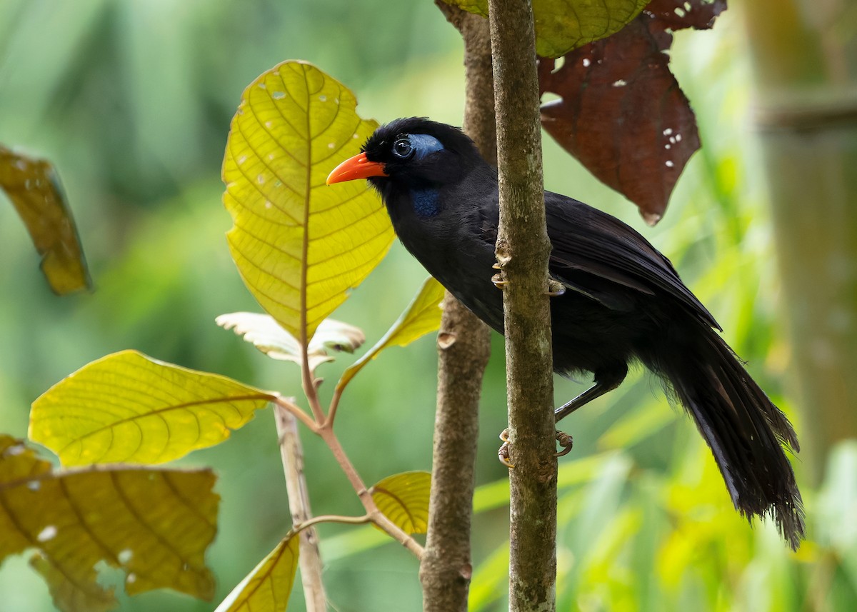 Black Laughingthrush - ML642575575