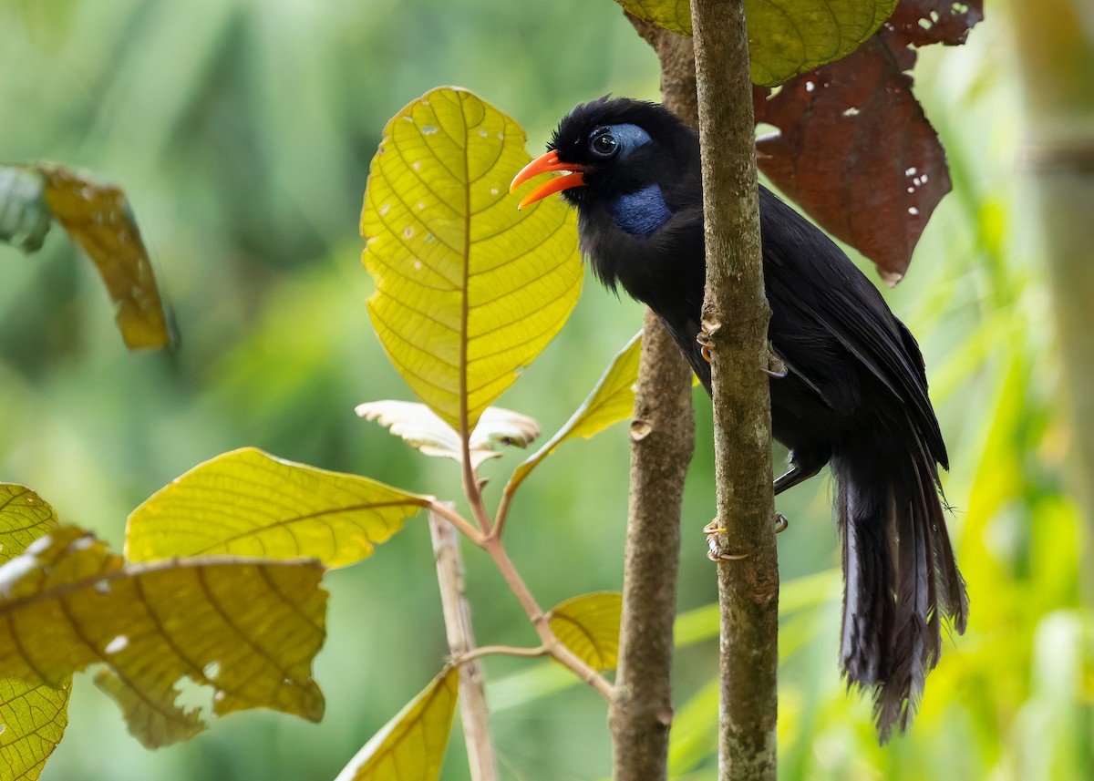 Black Laughingthrush - ML642575576