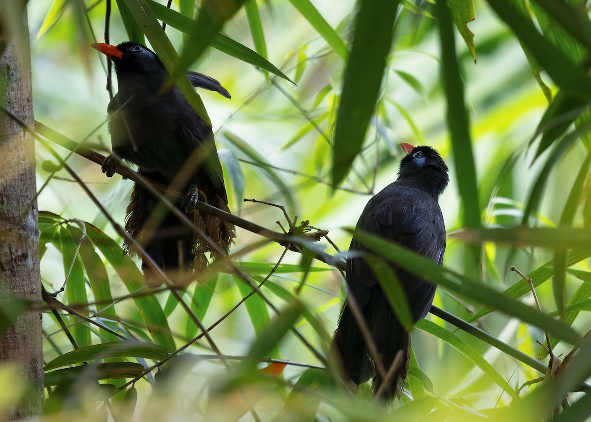 Black Laughingthrush - ML642575577