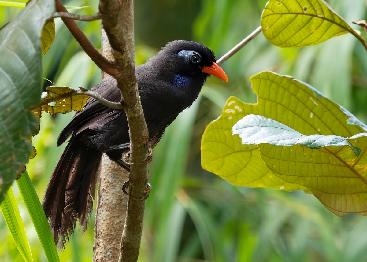 Black Laughingthrush - ML642575578