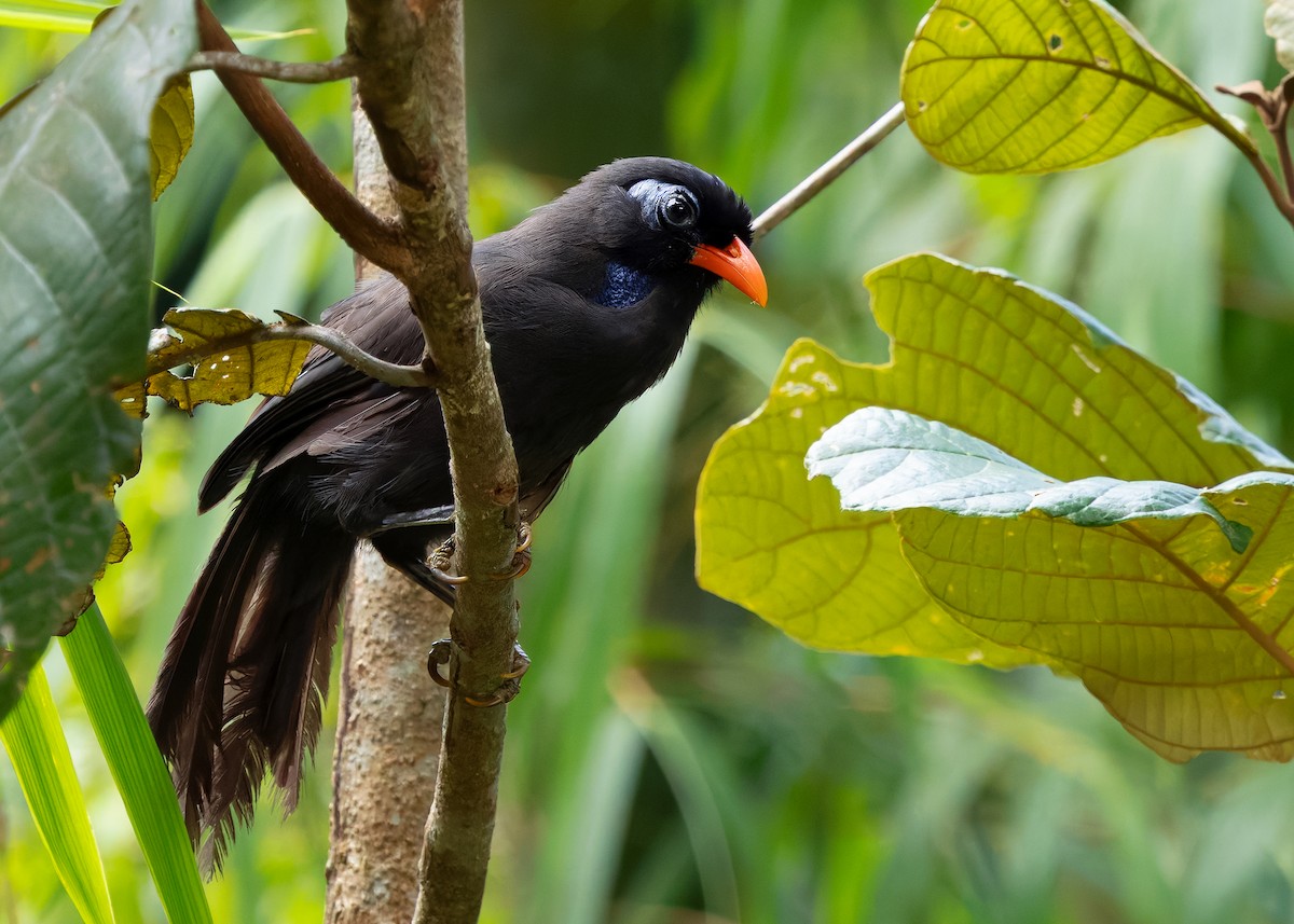 Black Laughingthrush - ML642575579