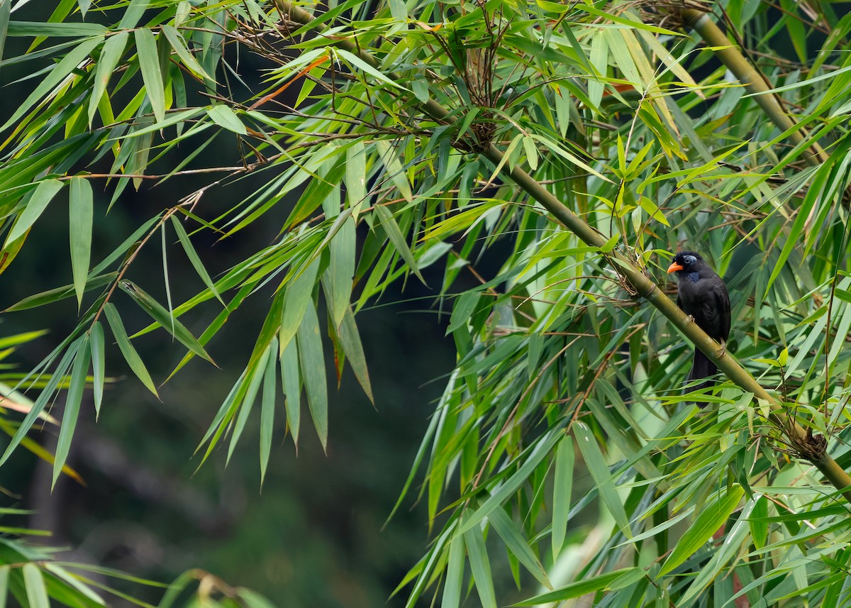 Black Laughingthrush - ML642575580