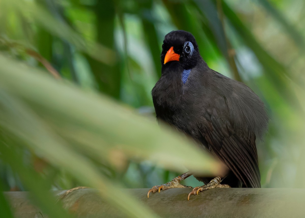 Black Laughingthrush - ML642575581