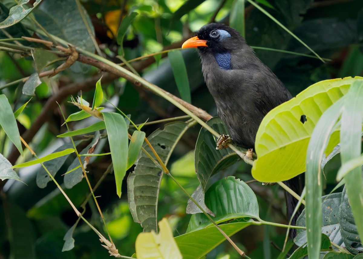 Black Laughingthrush - ML642575582