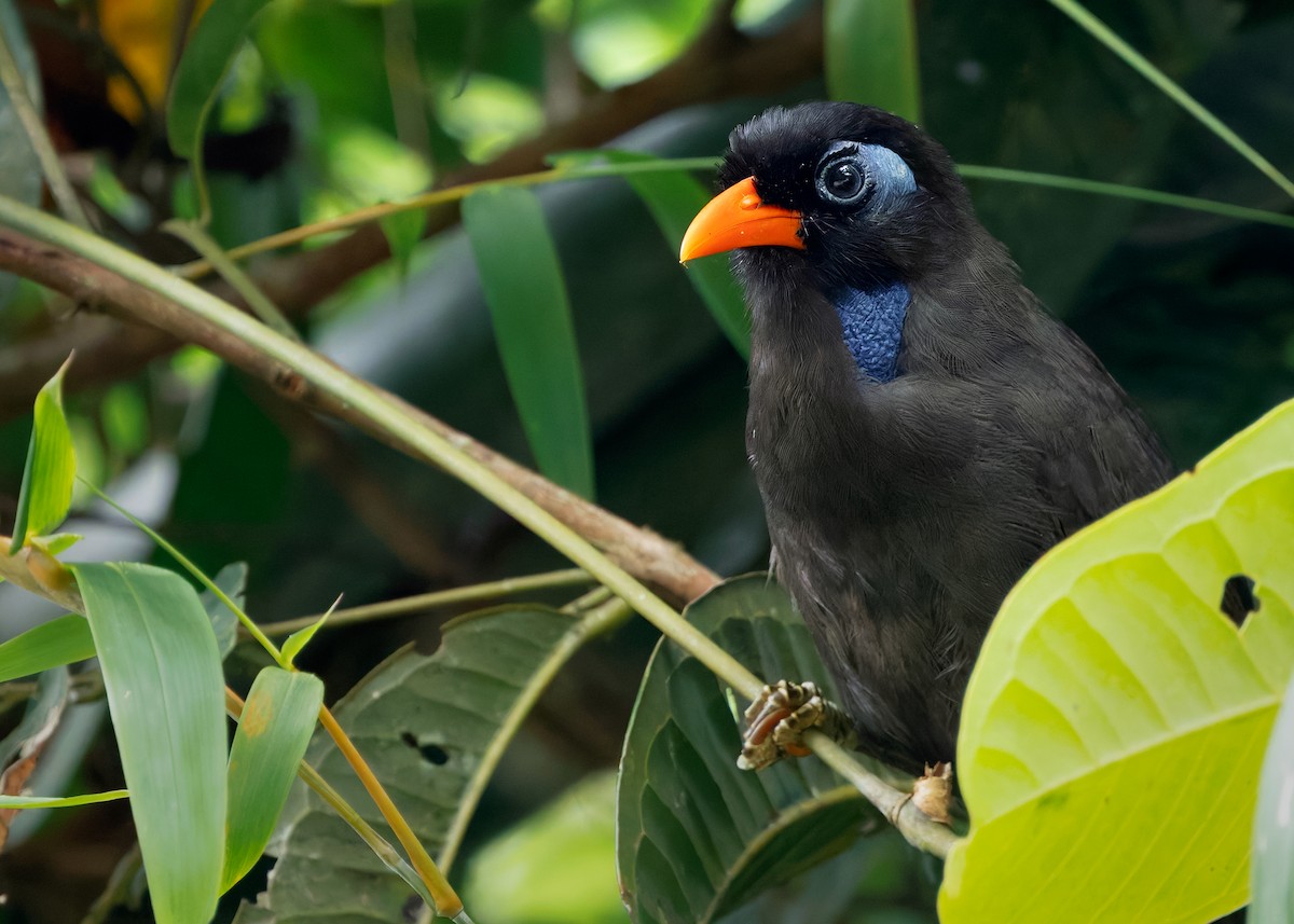 Black Laughingthrush - ML642575583