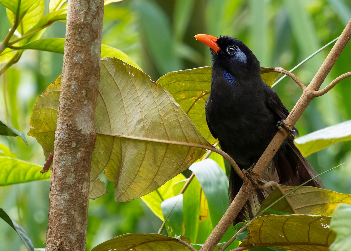 Black Laughingthrush - ML642575584