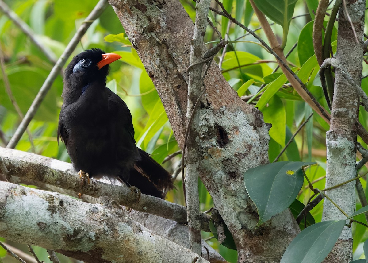 Black Laughingthrush - ML642575585