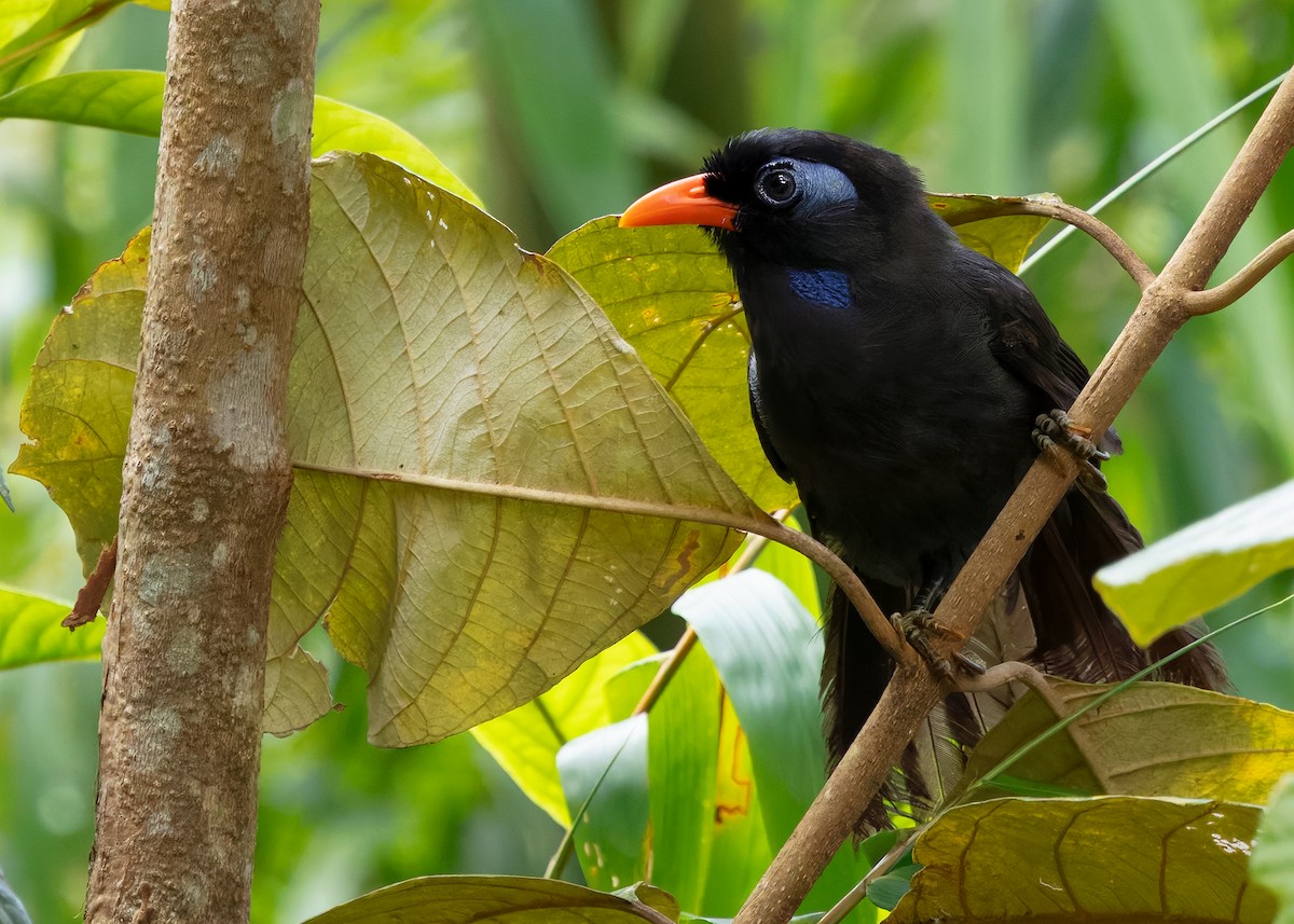 Black Laughingthrush - ML642575586