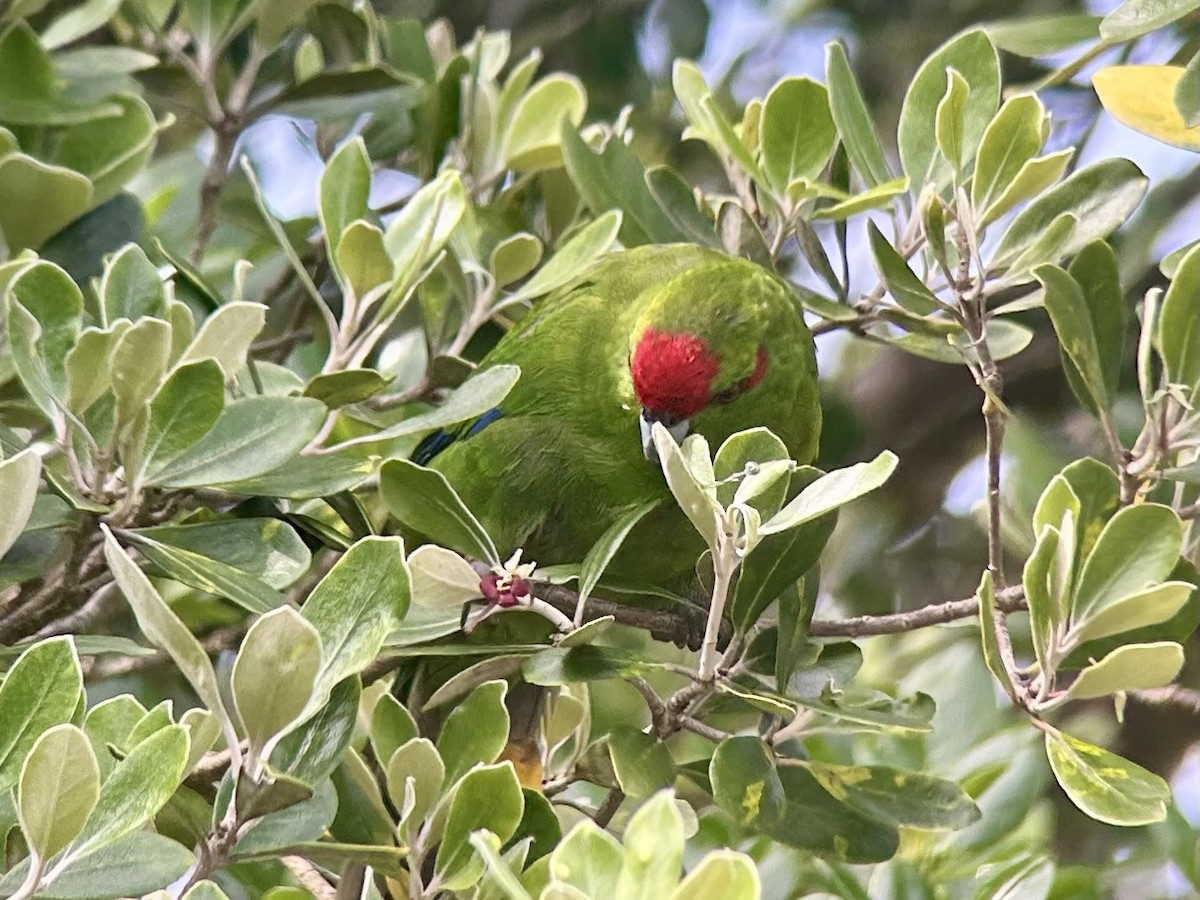 Red-crowned Parakeet - ML642575597