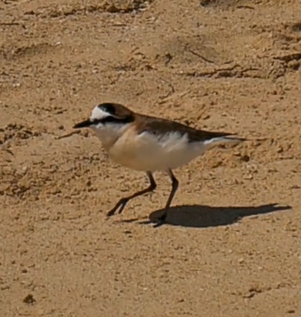 White-fronted Plover - ML642575607