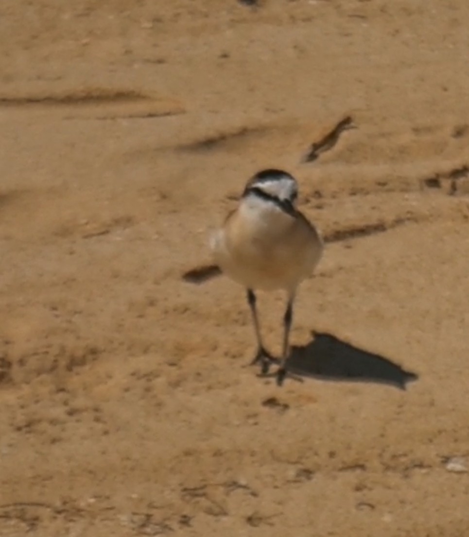 White-fronted Plover - ML642575608