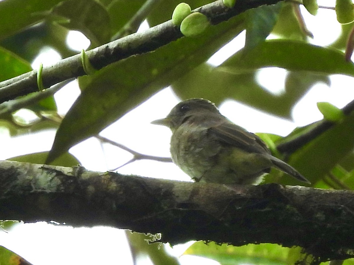 Brown-streaked Flycatcher (Umber) - ML642575611