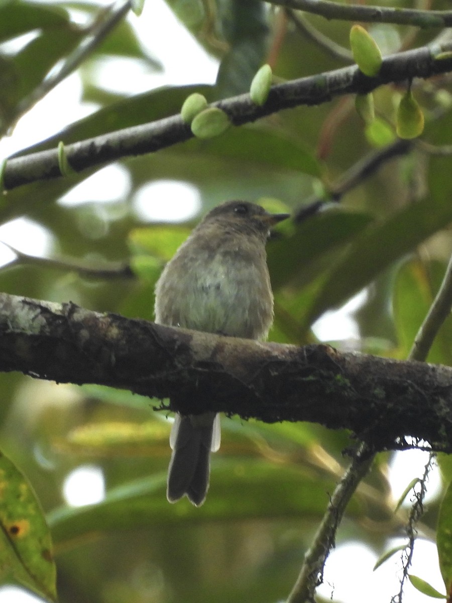 Brown-streaked Flycatcher (Umber) - ML642575612