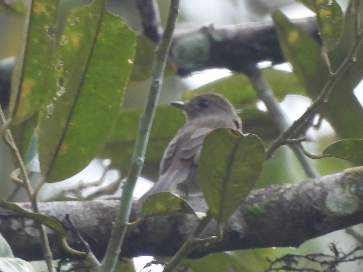 Brown-streaked Flycatcher (Umber) - ML642575613