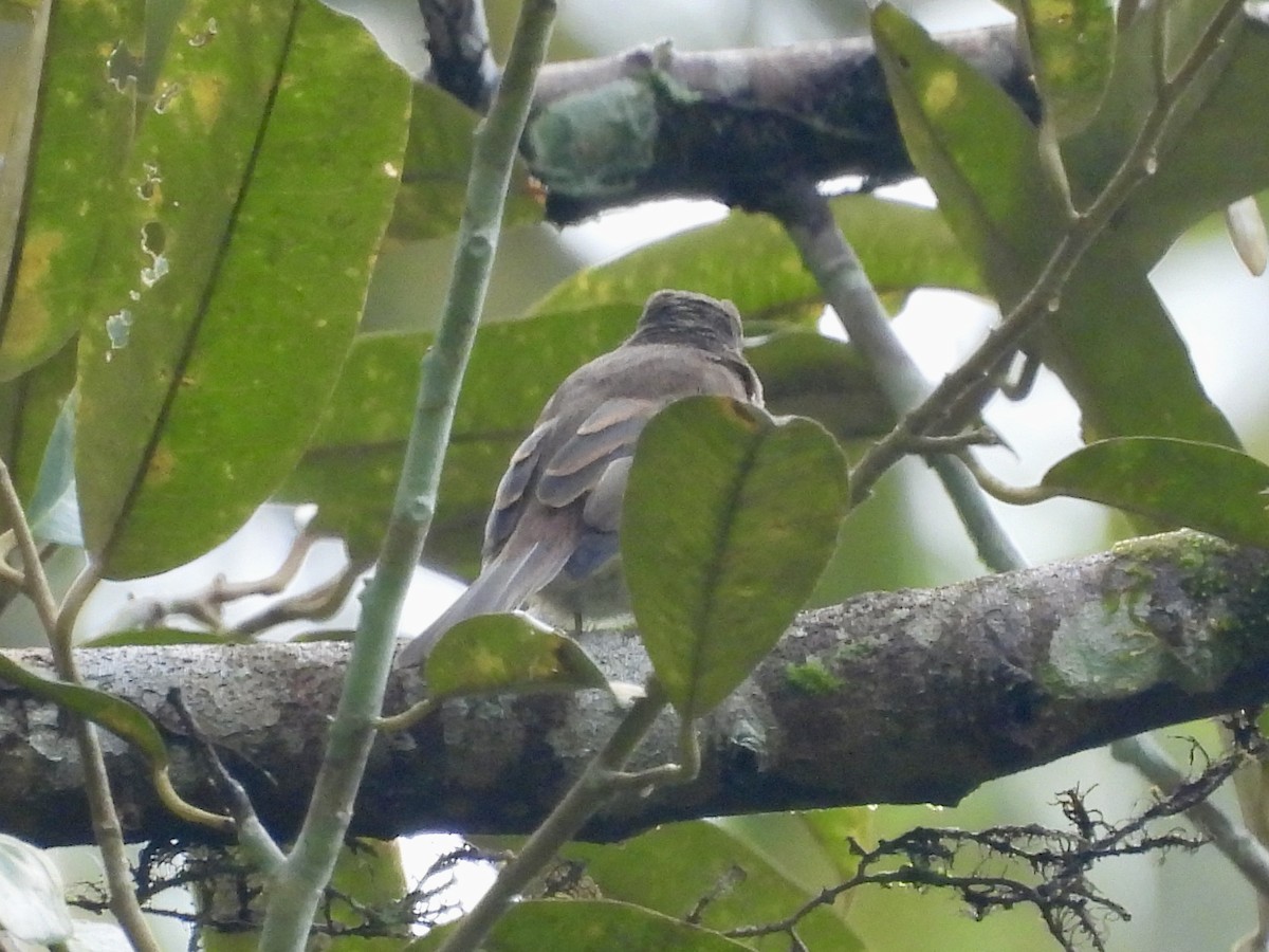 Brown-streaked Flycatcher (Umber) - ML642575614