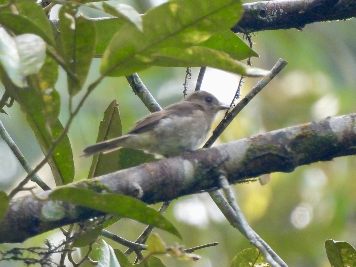 Brown-streaked Flycatcher (Umber) - ML642575615