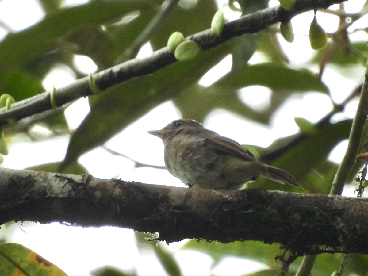 Brown-streaked Flycatcher (Umber) - ML642575616