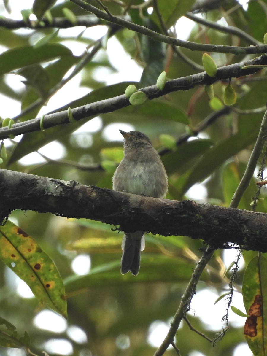 Brown-streaked Flycatcher (Umber) - ML642575617