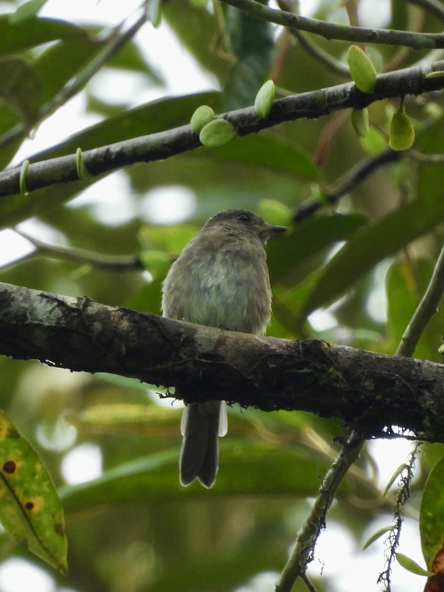 Brown-streaked Flycatcher (Umber) - ML642575618