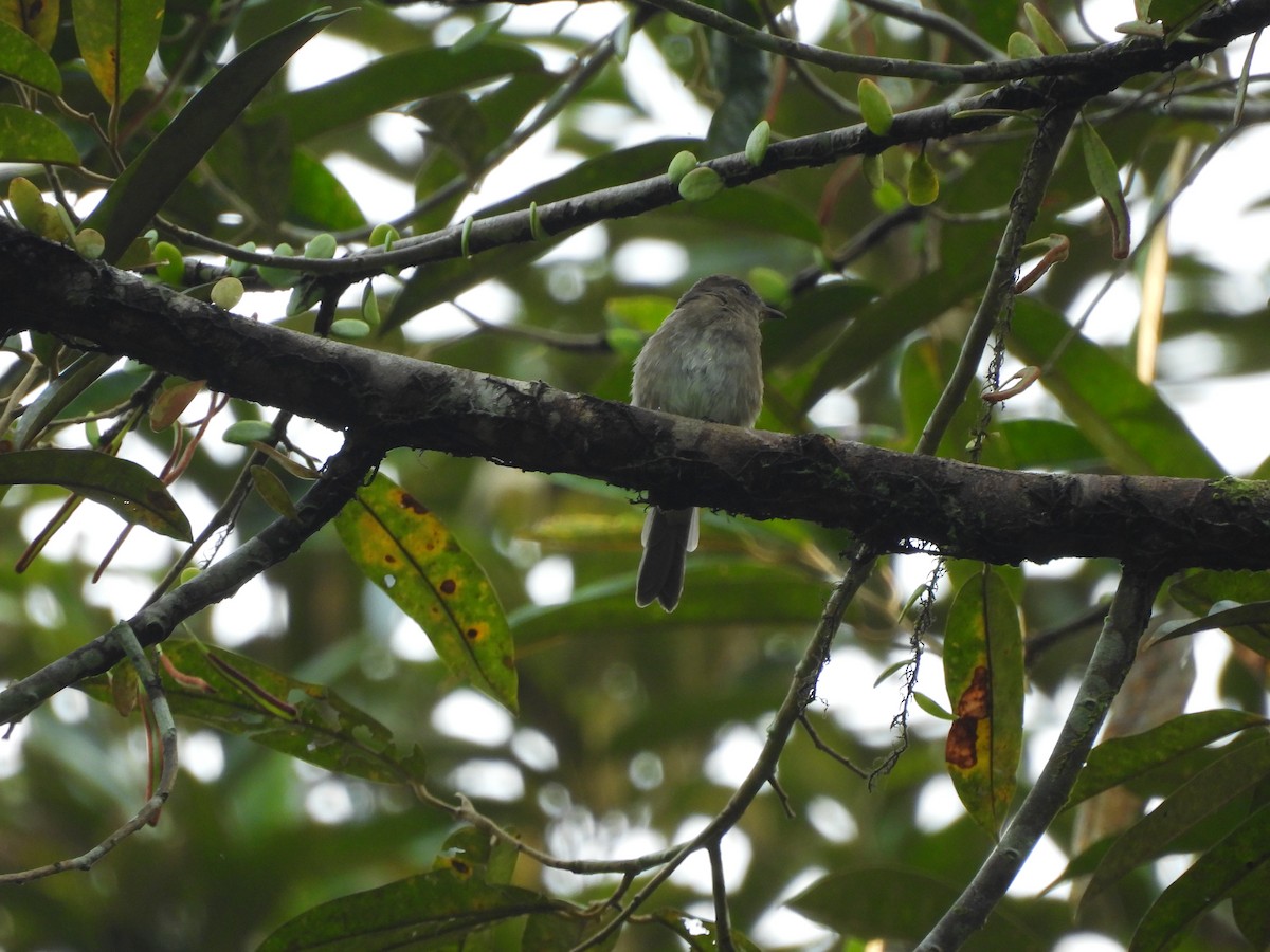 Brown-streaked Flycatcher (Umber) - ML642575619